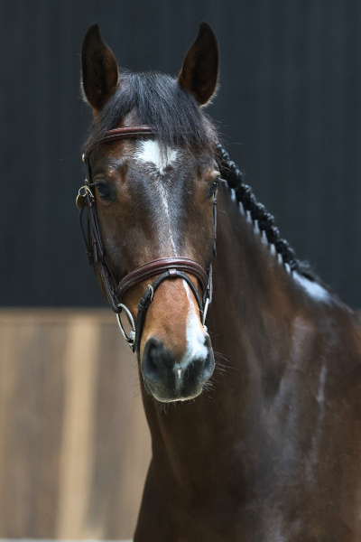 Vente de cheval : Grandbell 